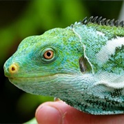 Fiji Crested Iguana