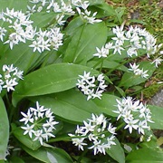 Ramsons (Allium Ursinum)