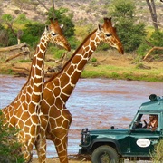 Masai Mara Wildlife Reserve, Kenya