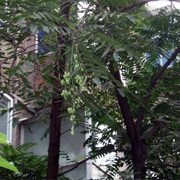 Chinese Mahogany (Toona Sinensis)