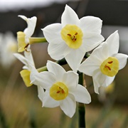 Jonquil