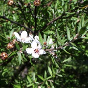 Mānuka (Leptospermum Scoparium)