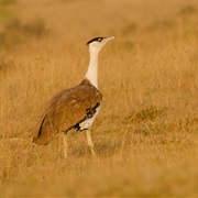 Great Indian Bustard