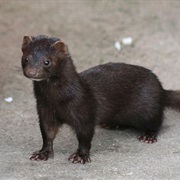 American Mink