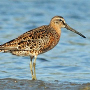 Short-Billed Dowitcher