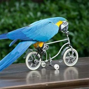 Parrot Riding a Bicycle