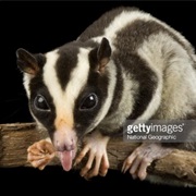 One-Striped Opossum