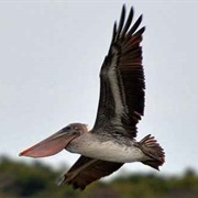Pinellas National Wildlife Refuge
