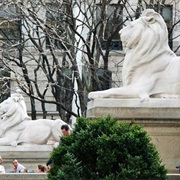 Lions in New York City