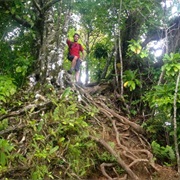 Cross Island Walk Rarotonga