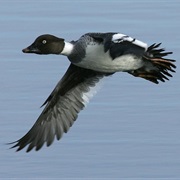 Lough Neagh, Northern Ireland