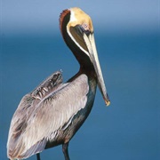 Brown Pelican (St. Kitts & Nevis)