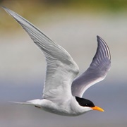 Black-Fronted Tern