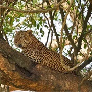 Kahuzi-Biega National Park