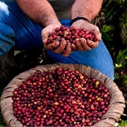 Coffee Tours in Costa Rica