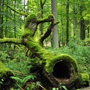 Białowieża Forest