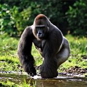 Western Gorilla