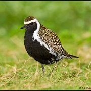 Pacific Golden-Plover