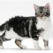 American Wirehair