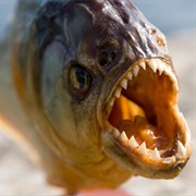 Piranha