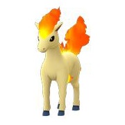 Ponyta