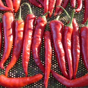 Korean Chili Pepper