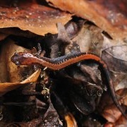 Eastern Red-Backed Salamander