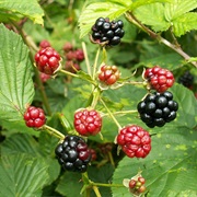 Rubus Plicatus