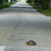 Help a Turtle/Tortoise Cross the Road