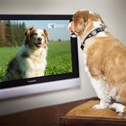 Dog TV