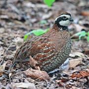 Bobwhite Quail