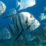 Pedra Da Risca Do Meio Marine State Park