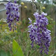 Wisteria