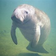 Florida Manatee