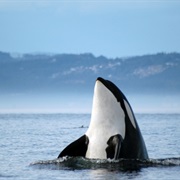 See Whales in Nature