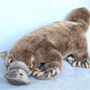 Duck Billed Platypus