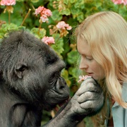 Meet a Gorilla That Speaks Sign Language