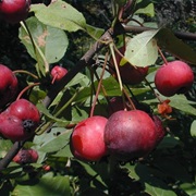 Plumleaf Crab Apple (Malus Prunifolia)
