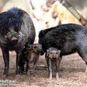 Visayan Warty Pig