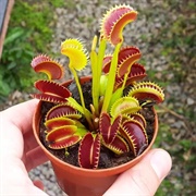 Venus Fly Trap