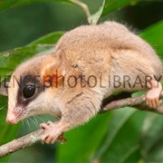 Kalinowski's Mouse Opossum