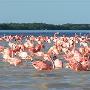 El Santuario De Los Flamencos - La Guajira