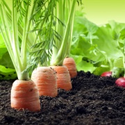 Do 1 Agriculture Activity (No Animals and Machine Involved)