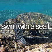 Swim With a Sea Turtle