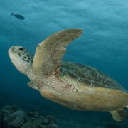 Green Turtle