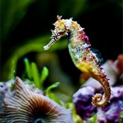 Seahorse