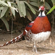 Elliot's Pheasant