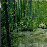 Holly Springs National Forest