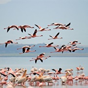 Lake Nakuru National Park - Kenya