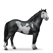 Quarter Pony - Black Overo
